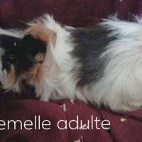 Cochon d'inde femelle adulte #0