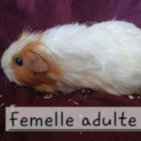 Cochon d'inde femelle adulte #4