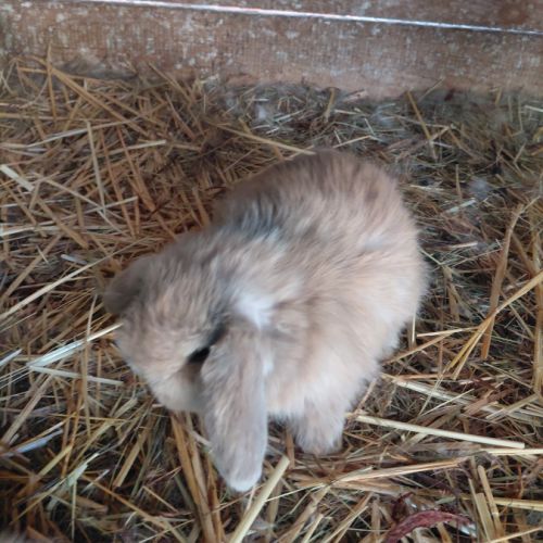 Lapin minilop #2