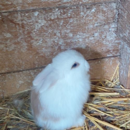 Lapin minilop