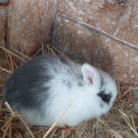 Lapin minilop #1
