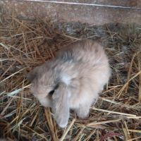Lapin minilop #2