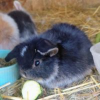 Lapin minilop #4