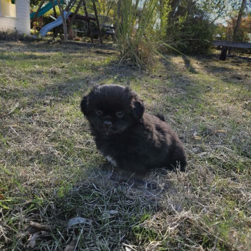 Chiot épagneul du tibet  male lof #0