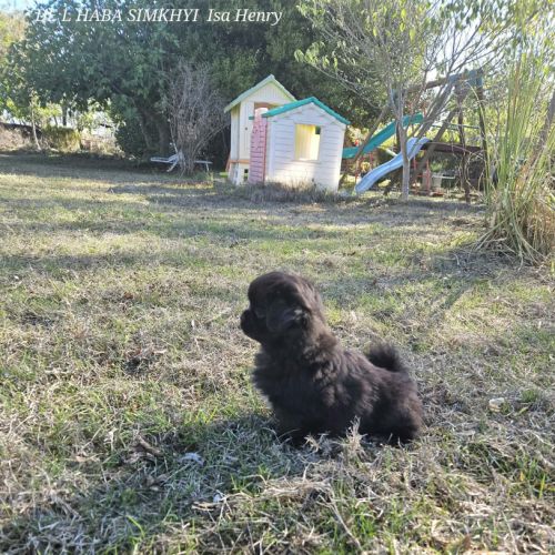 Chiot épagneul du tibet  male lof #2