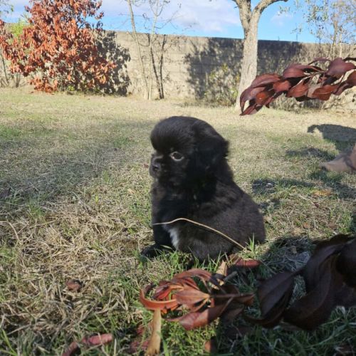 Chiot épagneul du tibet  male lof #5