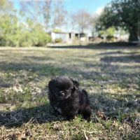 Chiot épagneul du tibet  male lof #3