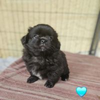 Chiot épagneul du tibet  male lof #4