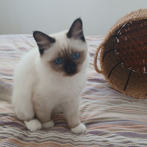 Adorable chaton sacré de birmanie #3