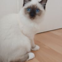 Adorable chaton sacré de birmanie #1