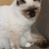 Adorable chaton sacré de birmanie