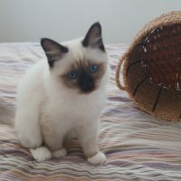 Adorable chaton sacré de birmanie #3
