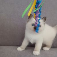 Adorable chaton sacré de birmanie #4
