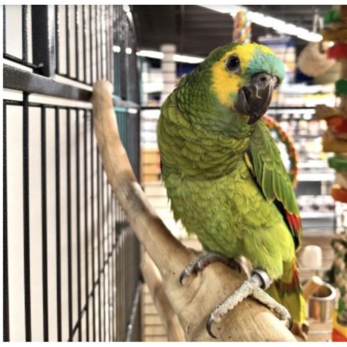 Amazone a front bleu