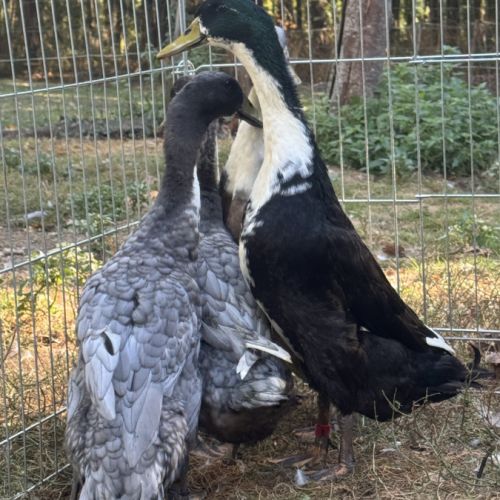 Canards coureur indien #0