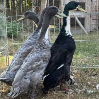 Canards coureur indien #1