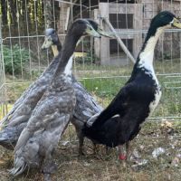 Canards coureur indien #2