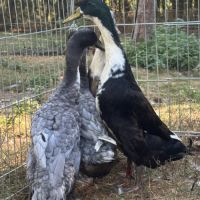 Canards coureur indien