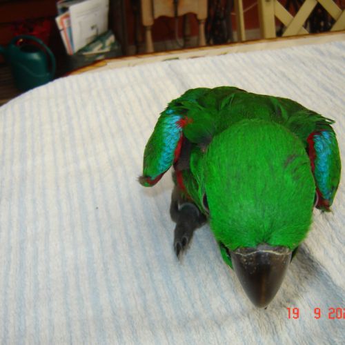 Perroquet eclectus #0