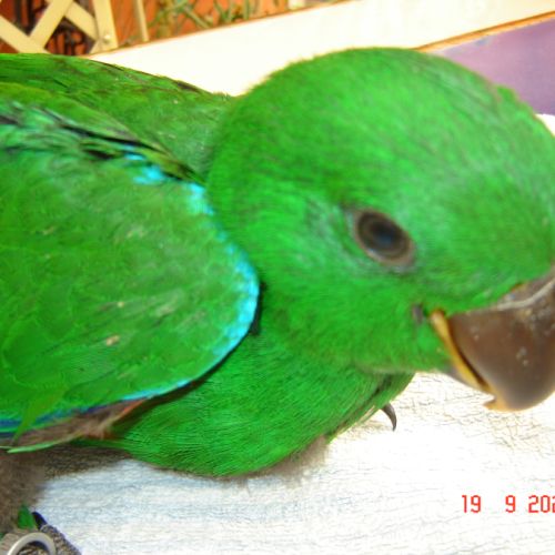 Perroquet eclectus #6