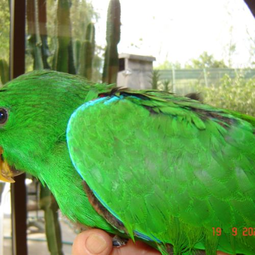 Perroquet eclectus #8