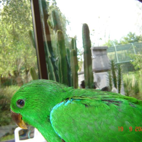 Perroquet eclectus #9