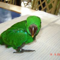 Perroquet eclectus #2