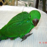 Perroquet eclectus #3