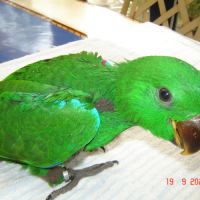 Perroquet eclectus #4