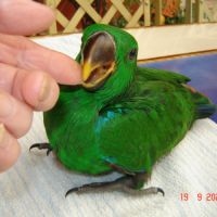 Perroquet eclectus #5
