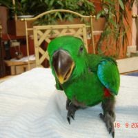 Perroquet eclectus #7