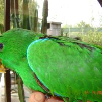 Perroquet eclectus #8