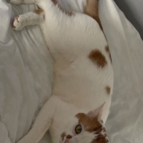 Charlie un compagnon à 4 pattes idéal #1