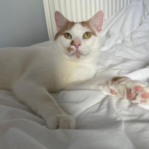 Charlie un compagnon à 4 pattes idéal