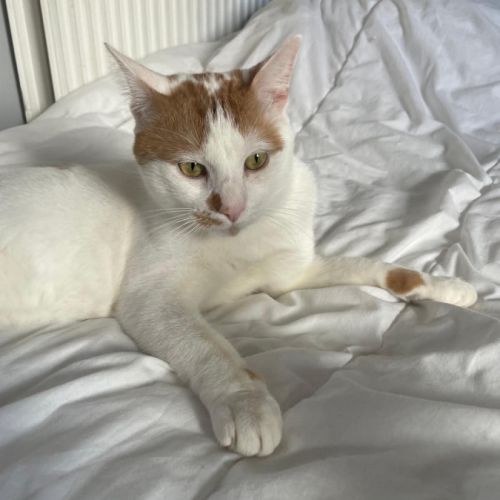 Charlie un compagnon à 4 pattes idéal #3