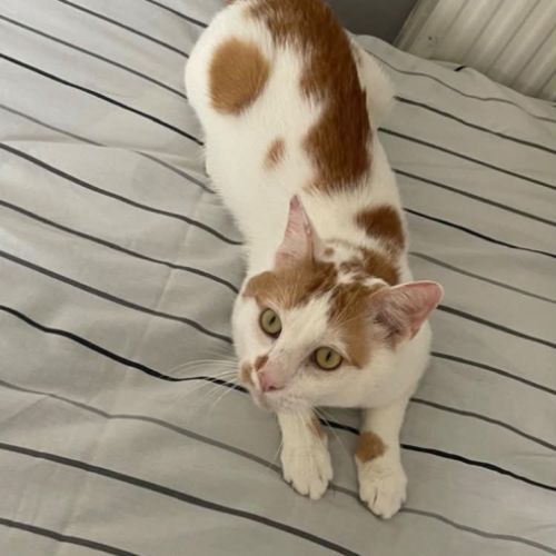 Charlie un compagnon à 4 pattes idéal #6