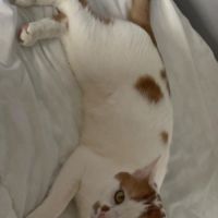 Charlie un compagnon à 4 pattes idéal #1