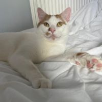 Charlie un compagnon à 4 pattes idéal #0
