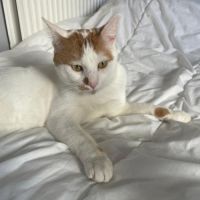 Charlie un compagnon à 4 pattes idéal #3