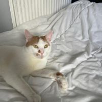 Charlie un compagnon à 4 pattes idéal #4