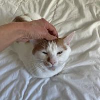 Charlie un compagnon à 4 pattes idéal #5