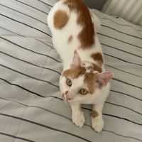 Charlie un compagnon à 4 pattes idéal #6