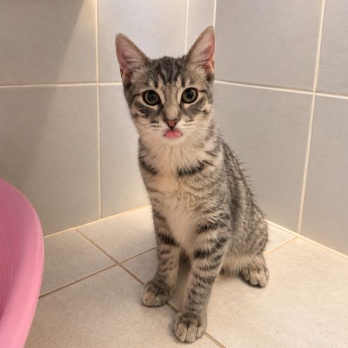 Gaia, adorable chaton à l'adoption #2