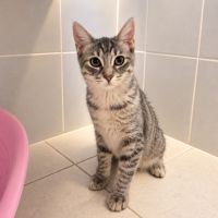 Gaia, adorable chaton à l'adoption