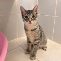 Gaia, adorable chaton à l'adoption #2