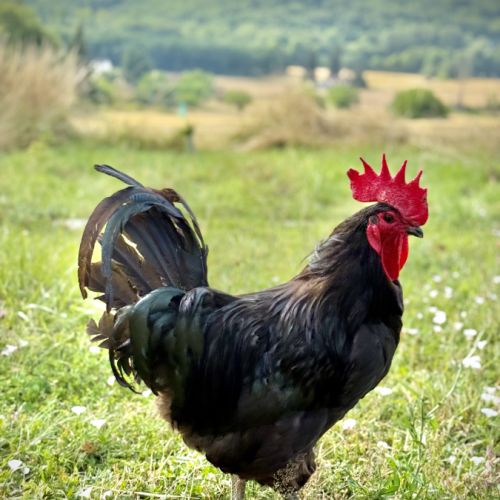 4 jeunes poules gasconnes pure race #1