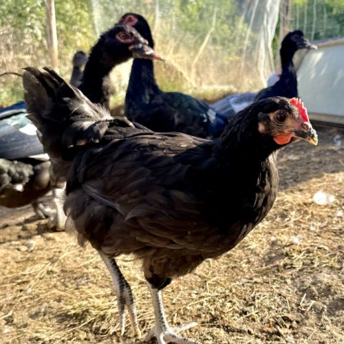 4 jeunes poules gasconnes pure race #0
