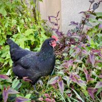 4 jeunes poules gasconnes pure race #3