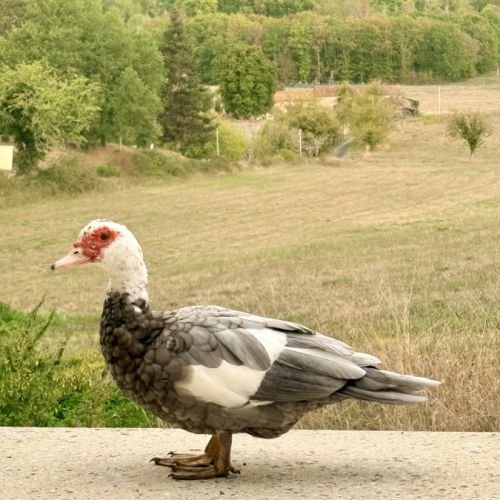 Magnifique cane barbarie grise magpie – 1 an #0