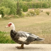 Magnifique cane barbarie grise magpie – 1 an